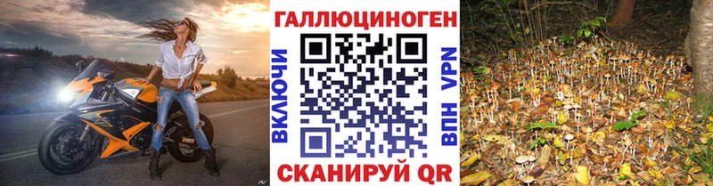 Псилоцибиновые грибы Psilocybe  Купить где  Петровск 